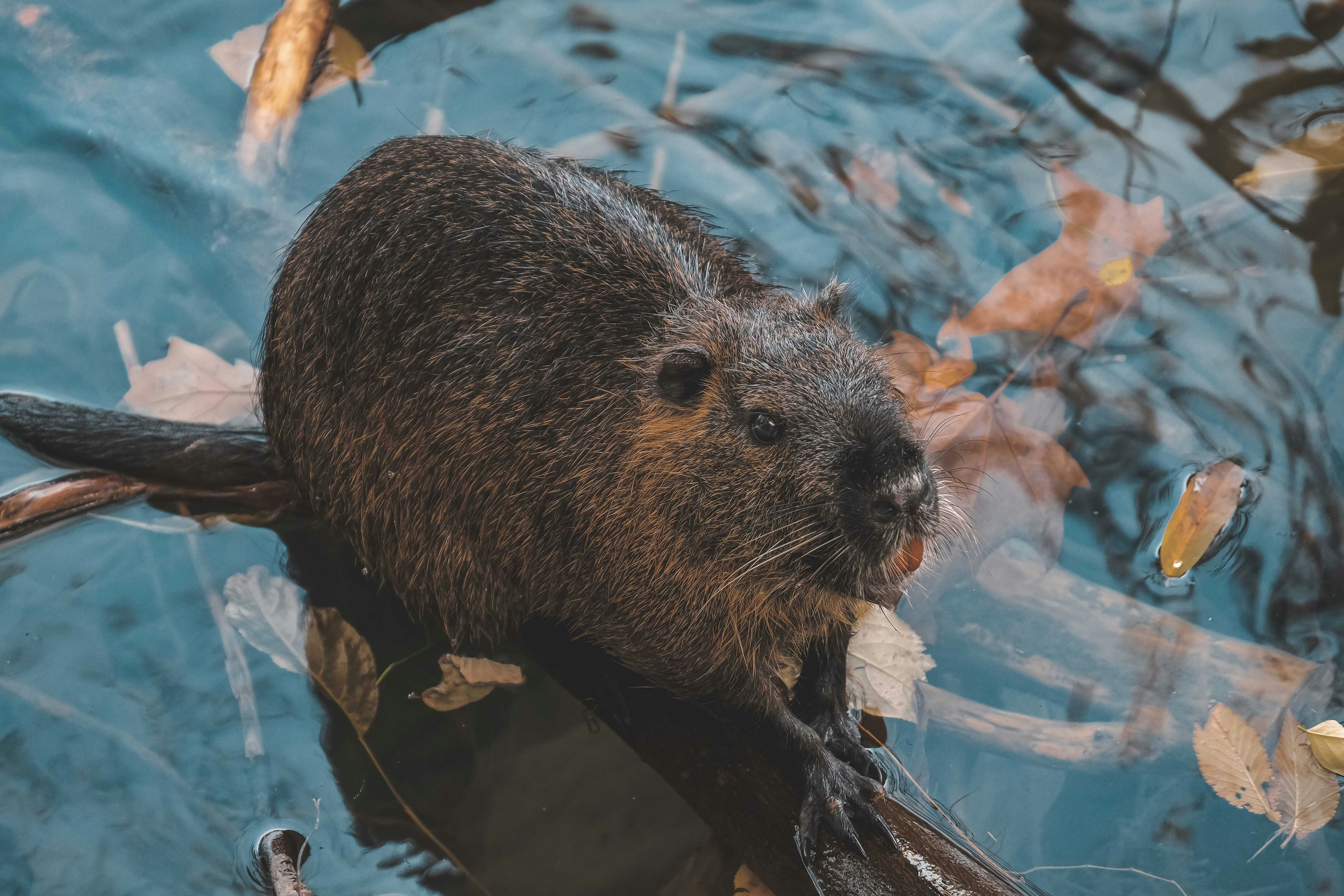 brown rodent on brown tree branch